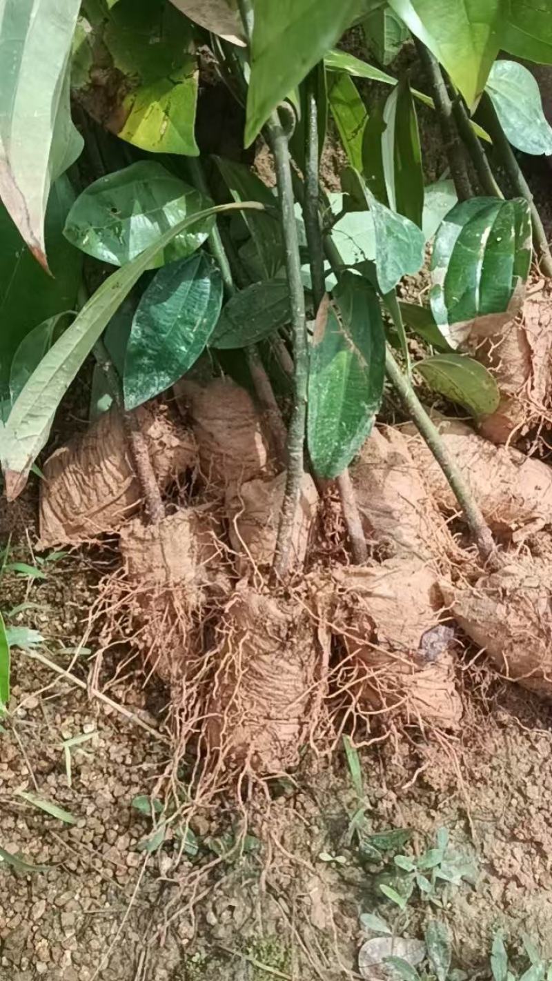 肉桂树苗2年苗30-80公分