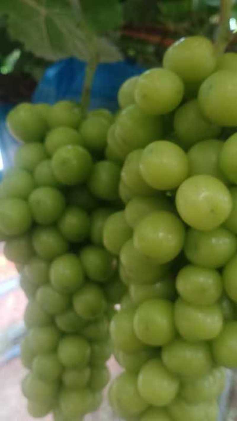 莒县阳光玫瑰葡萄基地货源充足入库精品阳光玫瑰葡萄