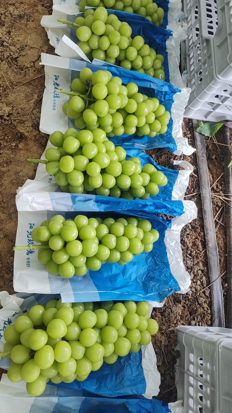 莒县阳光玫瑰葡萄基地货源充足入库精品阳光玫瑰葡萄
