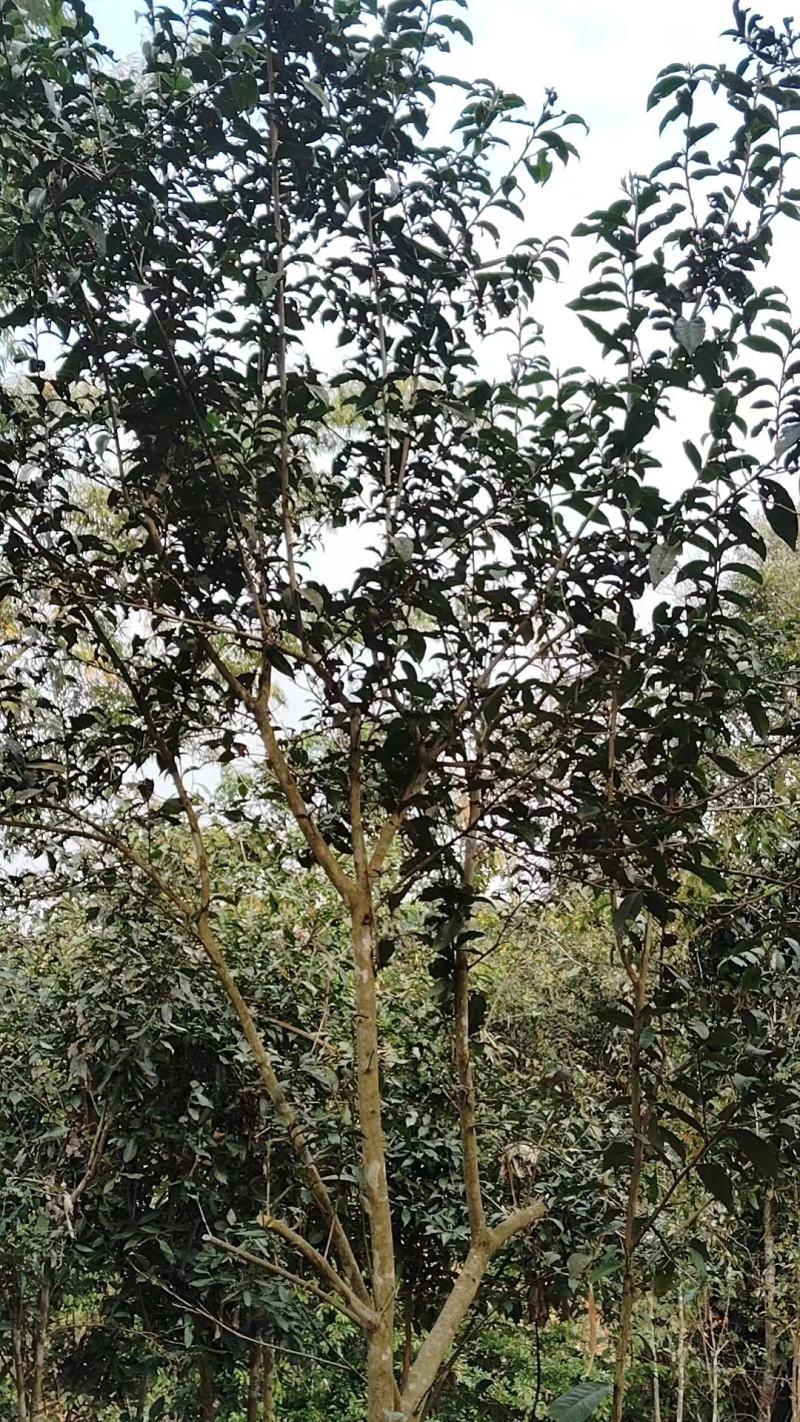 云南普洱茶
