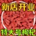青海海西格尔木市特产大个红枸杞，长期大量有货，量大从优！