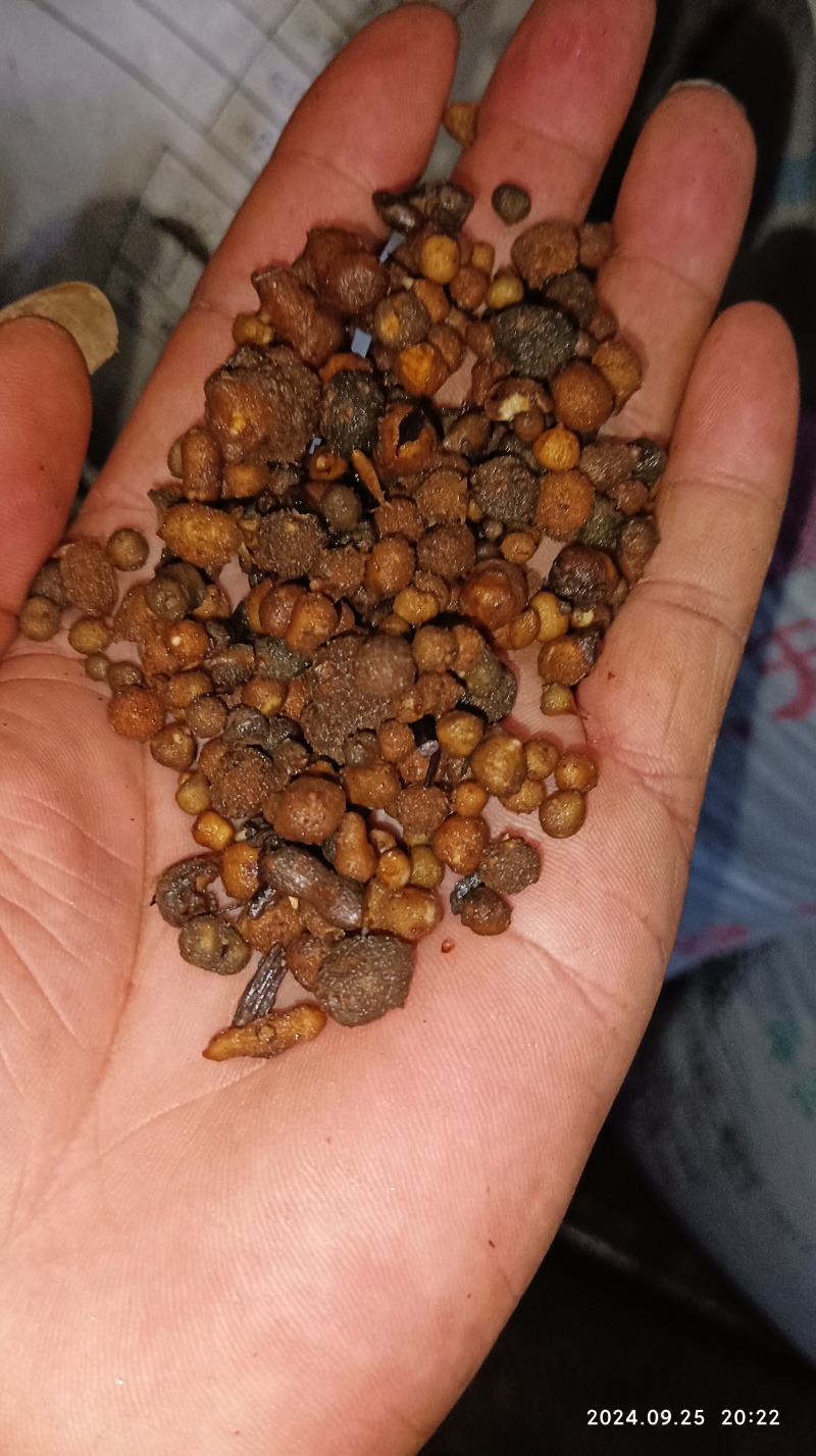 夏天无种子，当天挖当天发货，产地一手货源！