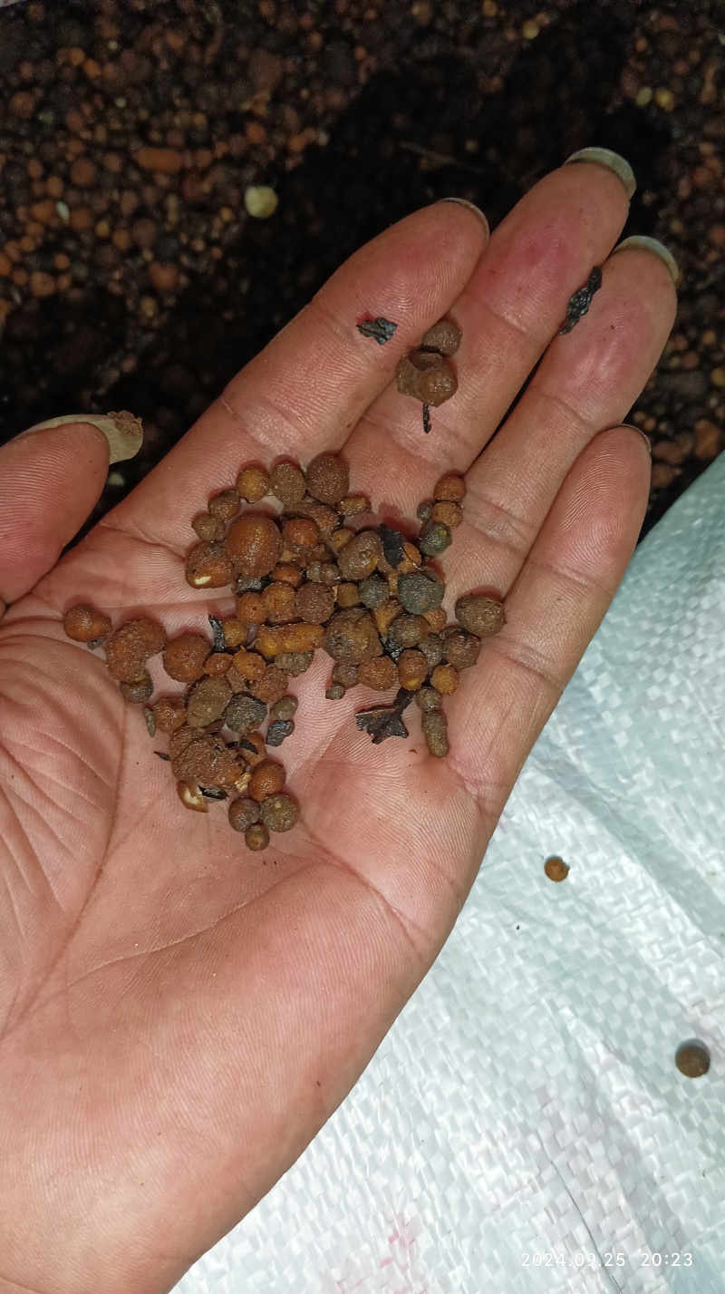 夏天无种子，当天挖当天发货，产地一手货源！