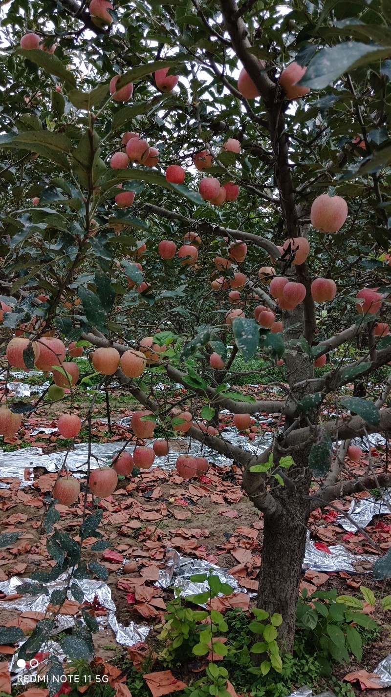 纸袋中秋王