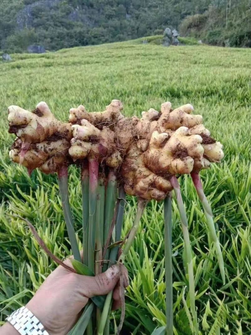 【产地批发】云南二黄姜大量上市中量大价优欢迎联系