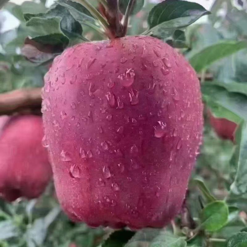 天水花牛正品保质保量