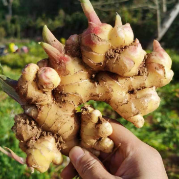 【精品】小黄姜生姜产地直发保质保量全国发货