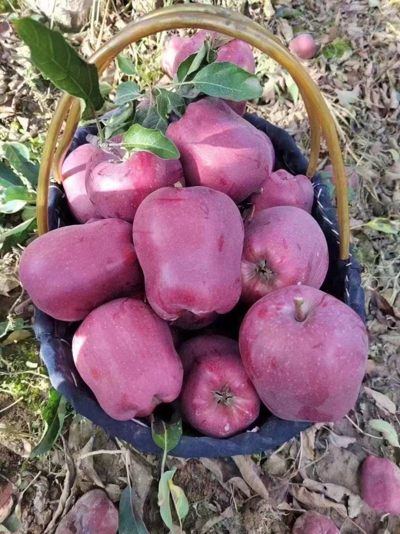 天水花牛正品保质保量