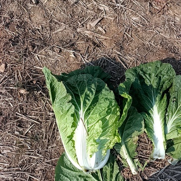 兰陵大白菜上市