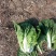 兰陵大白菜上市