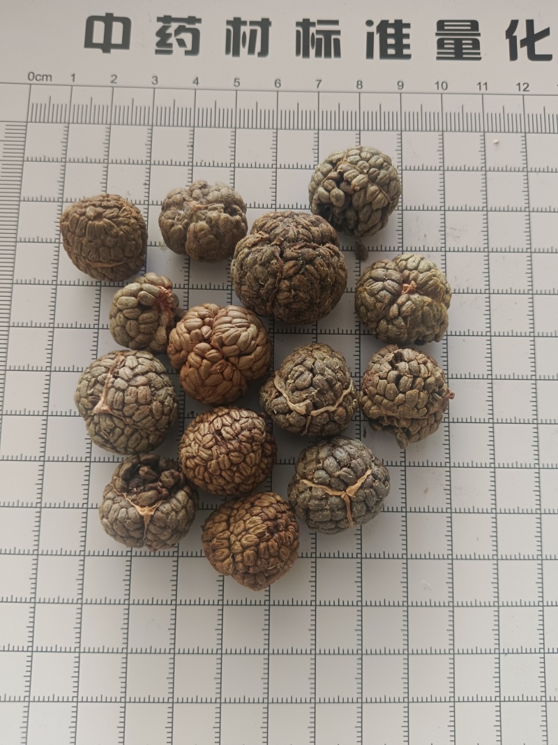 草蔻，草豆蔻产地一手货源实拍现货24小时内发货