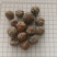 草蔻，草豆蔻产地一手货源实拍现货24小时内发货