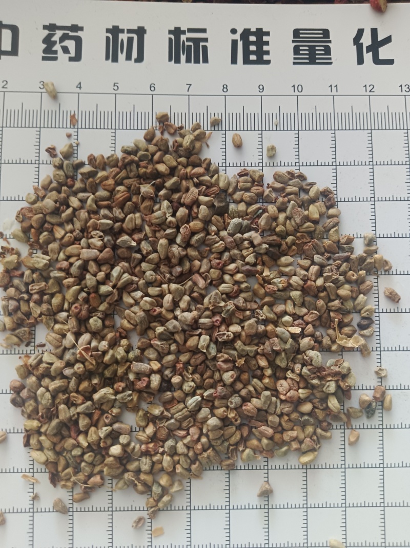 草蔻，草豆蔻产地一手货源实拍现货24小时内发货