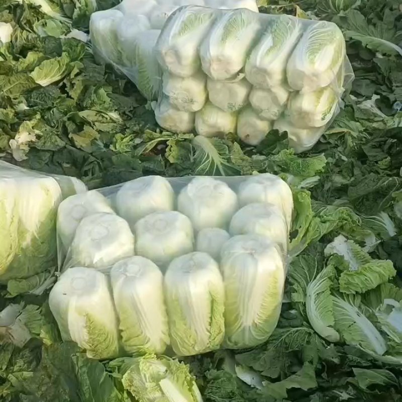 黄心白菜，北京三号白菜4-6斤净菜标准，供应量大
