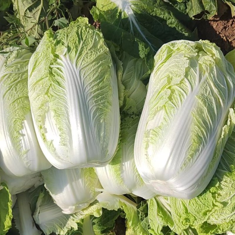 黄心白菜，北京三号白菜4-6斤净菜标准，供应量大