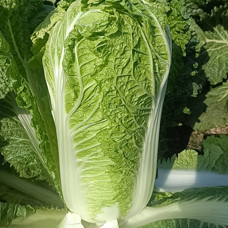黄心白菜，北京三号白菜4-6斤净菜标准，供应量大