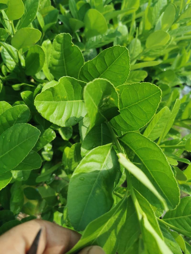 广东香水柠檬叶
