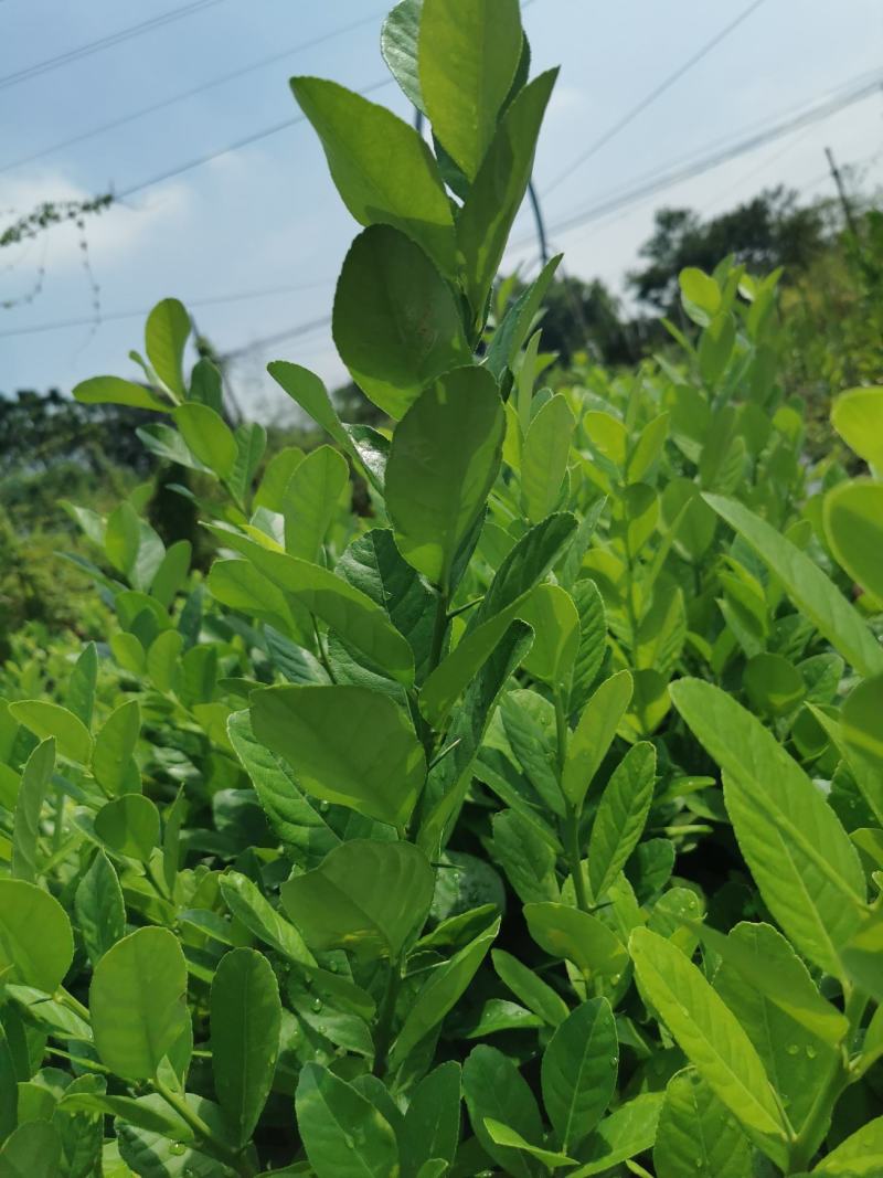 广东香水柠檬叶
