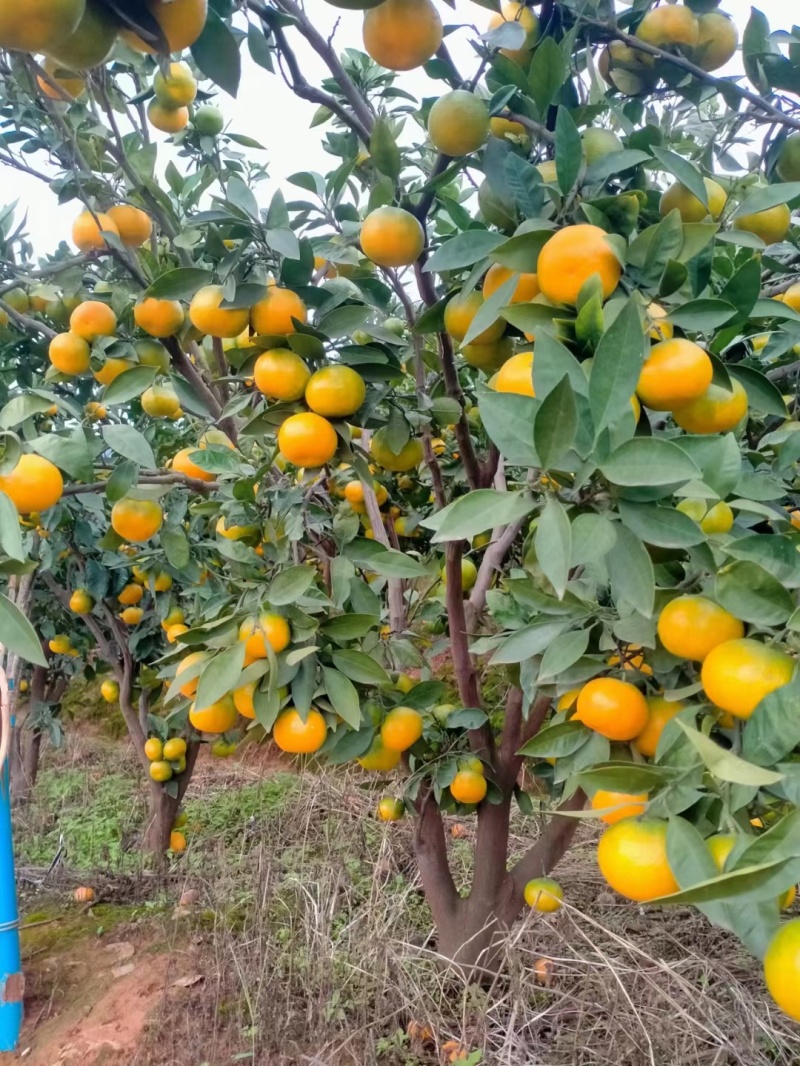 蜜桔湖北蜜橘大量供应皮薄多汁量大从优欢迎来电咨询
