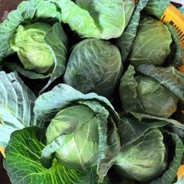 甘蓝云南精品甘蓝，圆包菜，对接各大商场以及电商