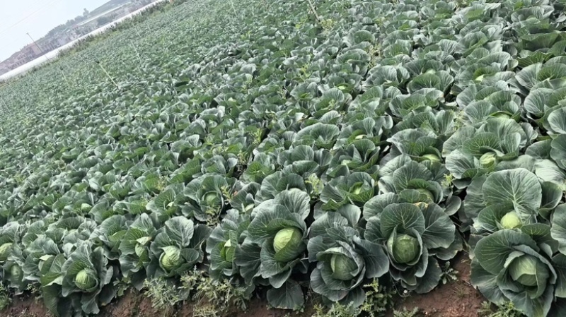 甘蓝云南精品甘蓝，圆包菜，对接各大商场以及电商