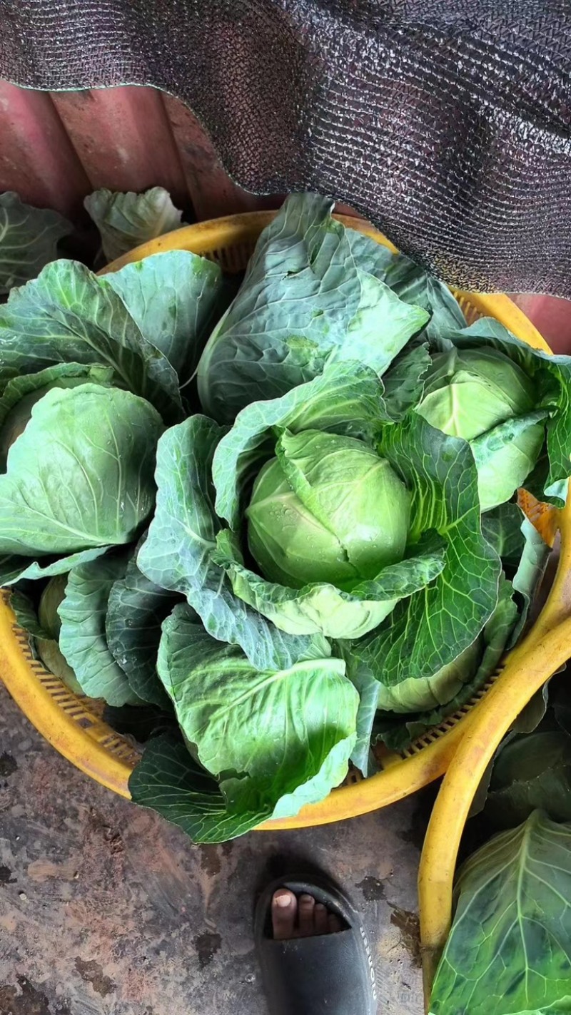 甘蓝云南精品甘蓝，圆包菜，对接各大商场以及电商