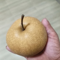 晚秋黄梨
