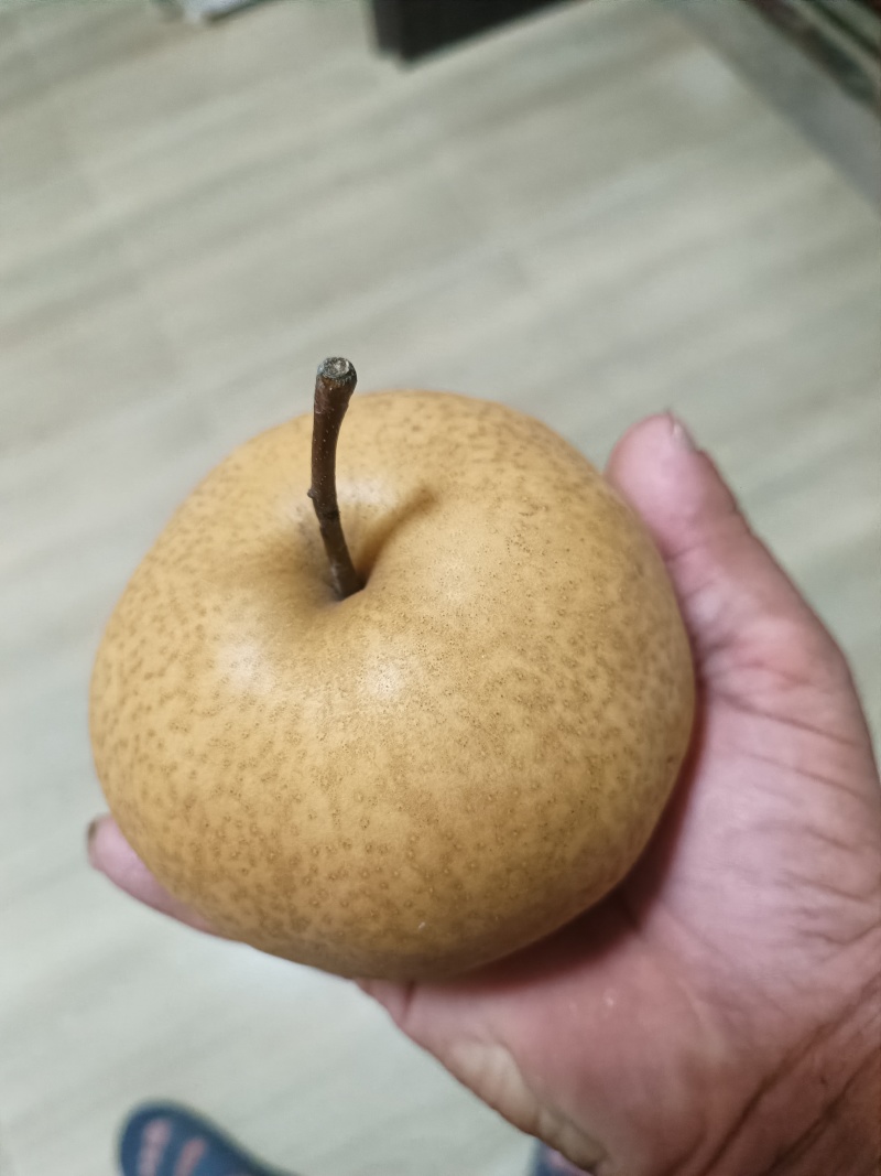 晚秋黄梨