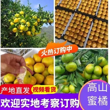 A蜜橘/特早蜜桔/早熟柑桔/蜜桔产地批发/柑桔一手货源