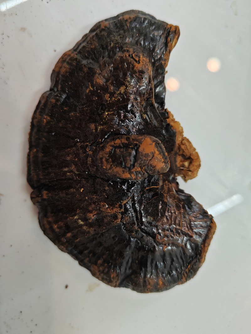 黑灵芝，黑芝，不苦，可煲汤煮汤泡茶，自产自销，物美价廉