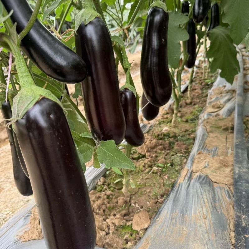 金典烧烤茄子种子早中熟茄子种子肉质细嫩抗病性强产量高