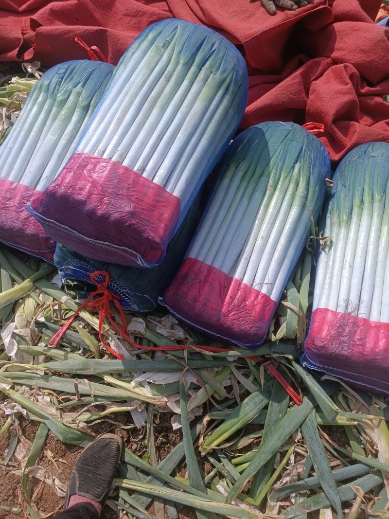 《青海大葱》西宁大葱钢葱净葱毛葱自产自销产地一手货源诚信经营
