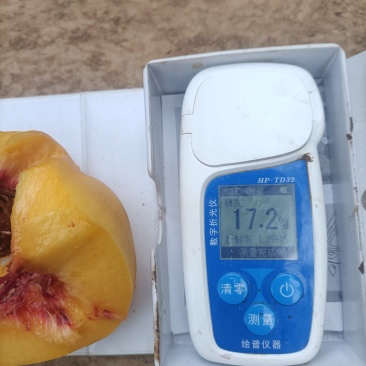 赶国庆节成熟，离核黄肉油桃，均果300-500克，糖16