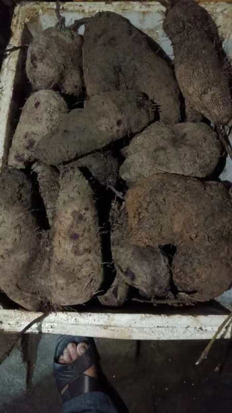 赣南紫山药次品条形不好开叉