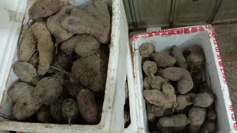 冷冻山药分装在多个保鲜袋中，整齐排列在冰箱冷冻层