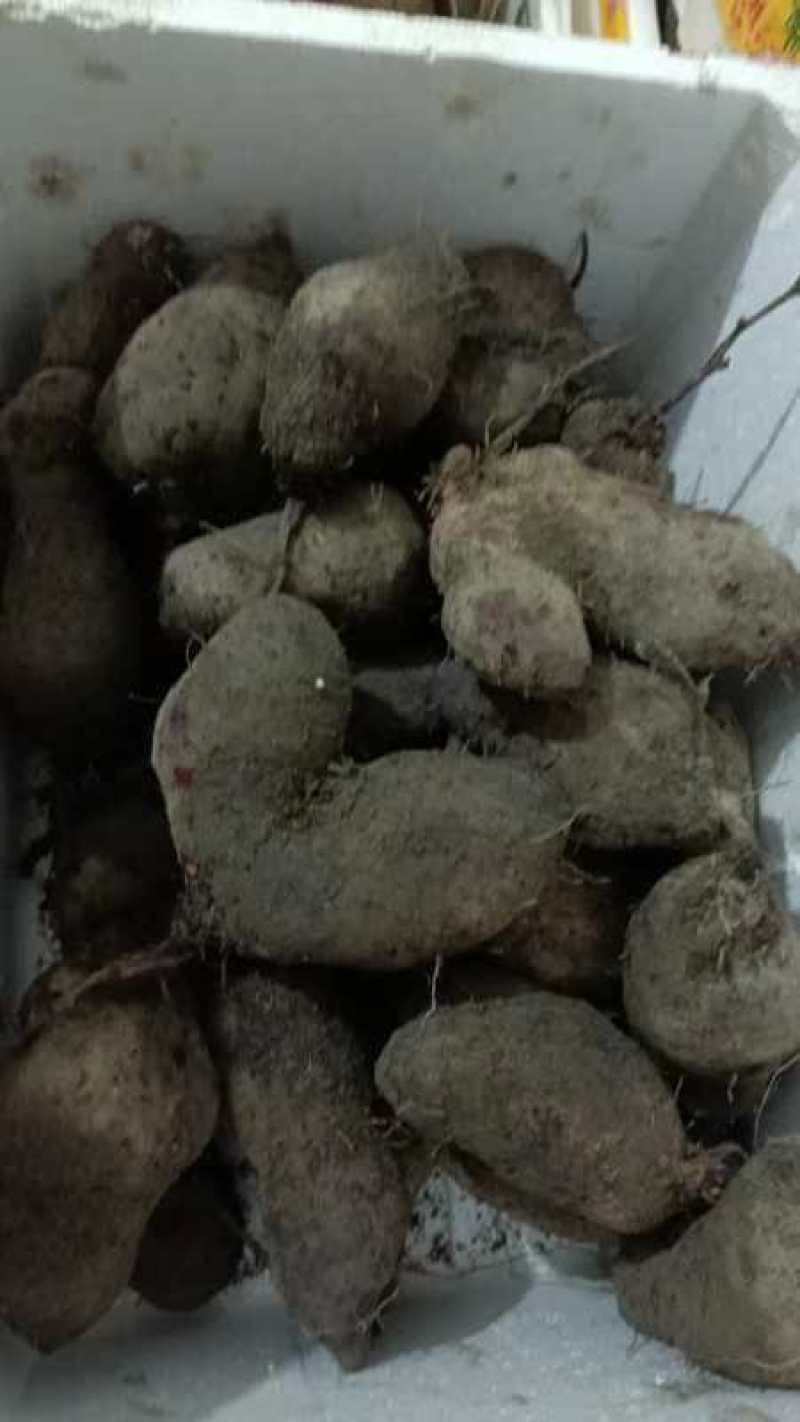 赣南紫山药次品条形不好开叉