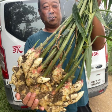 荐【甘肃鲜姜/坏烂全赔】（精品沙土姜-水洗姜-风干姜）