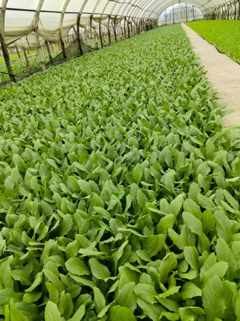 油麦菜苗，基地直发成活率高，品质保证，提供技术指导