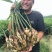 荐【甘肃鲜姜/坏烂全赔】（精品沙土姜-水洗姜-风干姜）