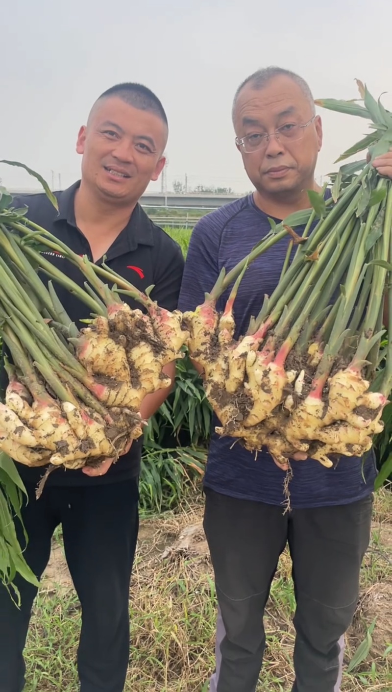 荐【甘肃鲜姜/坏烂全赔】（精品沙土姜-水洗姜-风干姜）