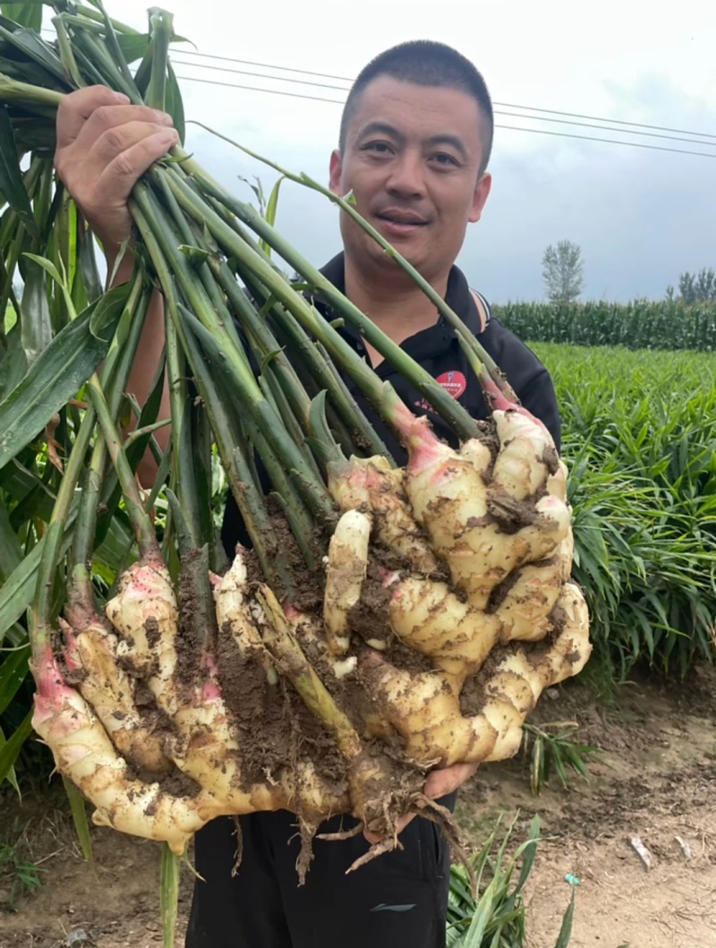 荐【甘肃鲜姜/坏烂全赔】（精品沙土姜-水洗姜-风干姜）