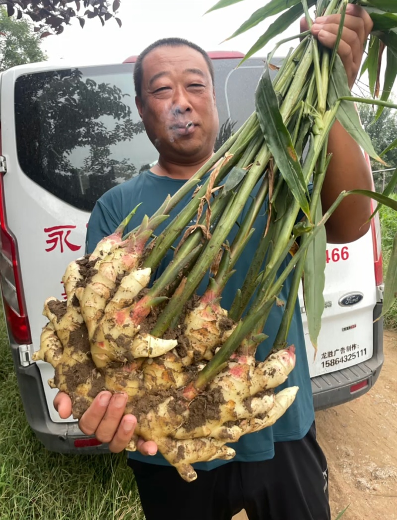 荐【甘肃鲜姜/坏烂全赔】（精品沙土姜-水洗姜-风干姜）