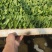 油麦菜苗，基地直发成活率高，品质保证，提供技术指导