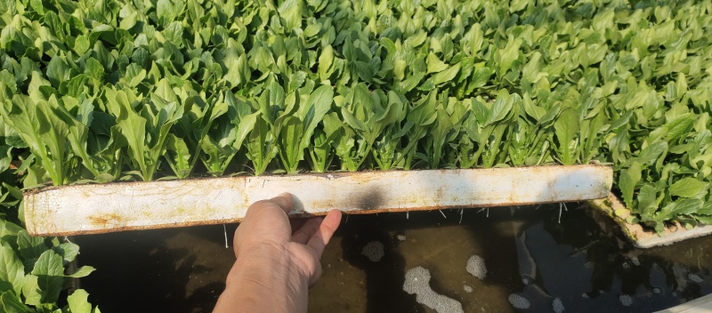 油麦菜苗，基地直发成活率高，品质保证，提供技术指导