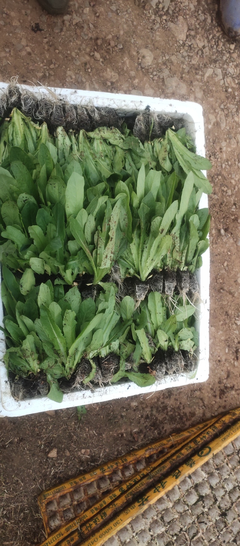 油麦菜苗，基地直发成活率高，品质保证，提供技术指导