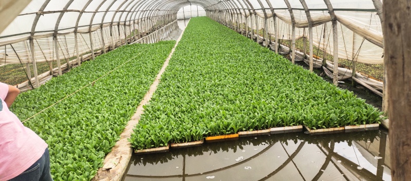 油麦菜苗，基地直发成活率高，品质保证，提供技术指导
