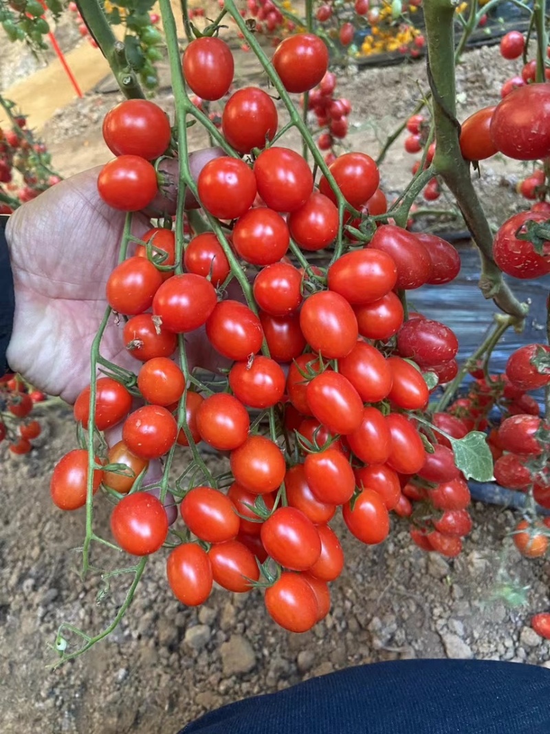 圣女果苗红色小番茄苗，基地直发品质保证