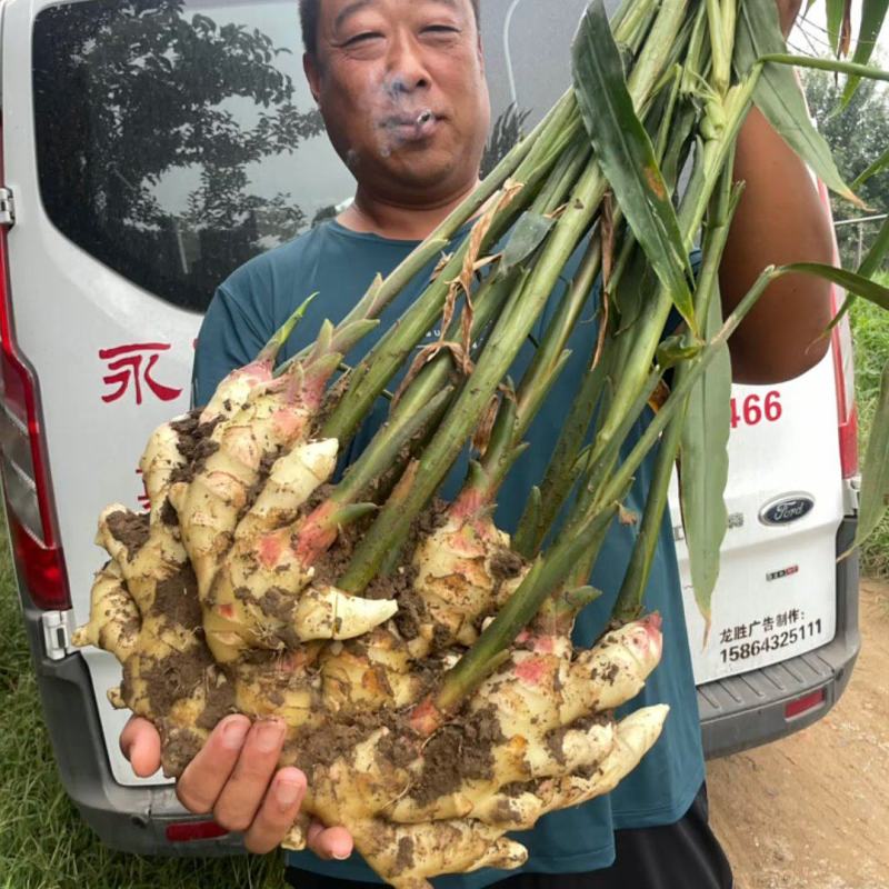 荐【江苏鲜姜/坏烂全赔】（精品沙土姜-水洗姜-风干姜）