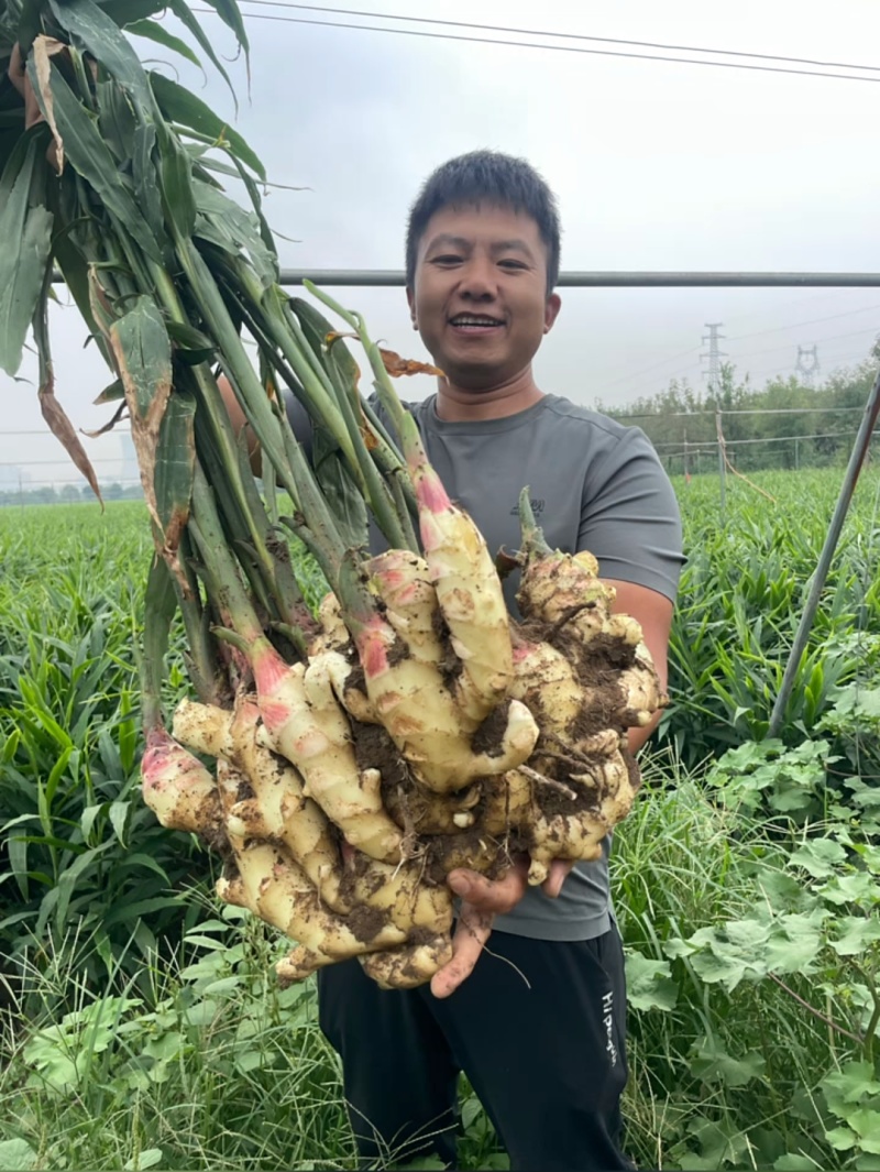 荐【江苏鲜姜/坏烂全赔】（精品沙土姜-水洗姜-风干姜）