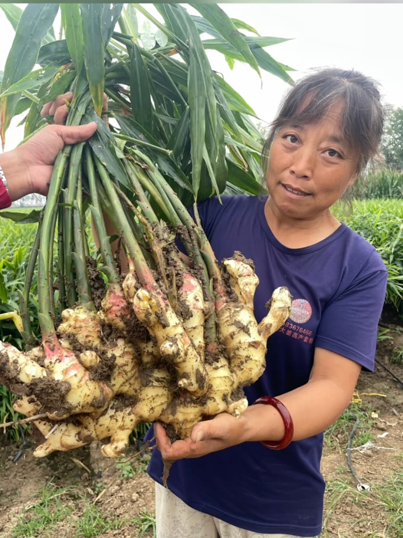荐【江苏鲜姜/坏烂全赔】（精品沙土姜-水洗姜-风干姜）